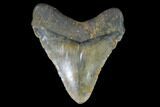Bargain, Fossil Megalodon Tooth - North Carolina #91666-2